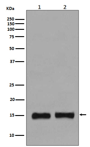 Rabbit Polyclonal Antibody to MonoMethyl-Histone H3 (Lys36)