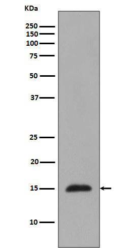Rabbit Polyclonal Antibody to MonoMethyl-Histone H3 (Arg2)