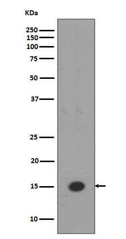 Rabbit Polyclonal Antibody to MonoMethyl-Histone H3 (Lys18)