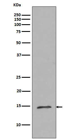 Rabbit Polyclonal Antibody to MonoMethyl-Histone H2B (Arg79)