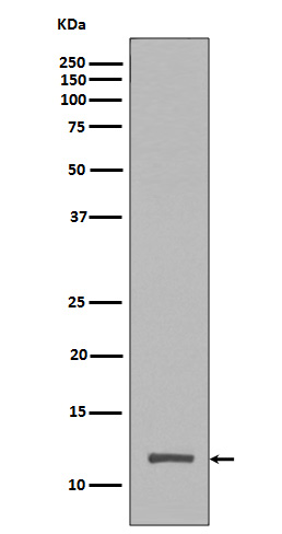 Rabbit Polyclonal Antibody to TriMethyl-Histone H4 (Lys20)
