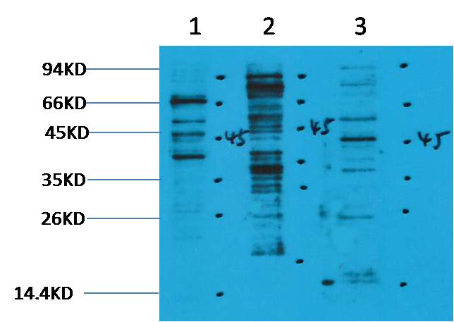 Rabbit Polyclonal Antibody to Methyl-Lysine