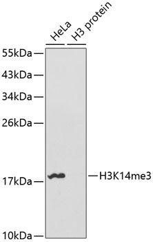 Rabbit Polyclonal Antibody to TriMethyl-Histone H3 (Lys14)