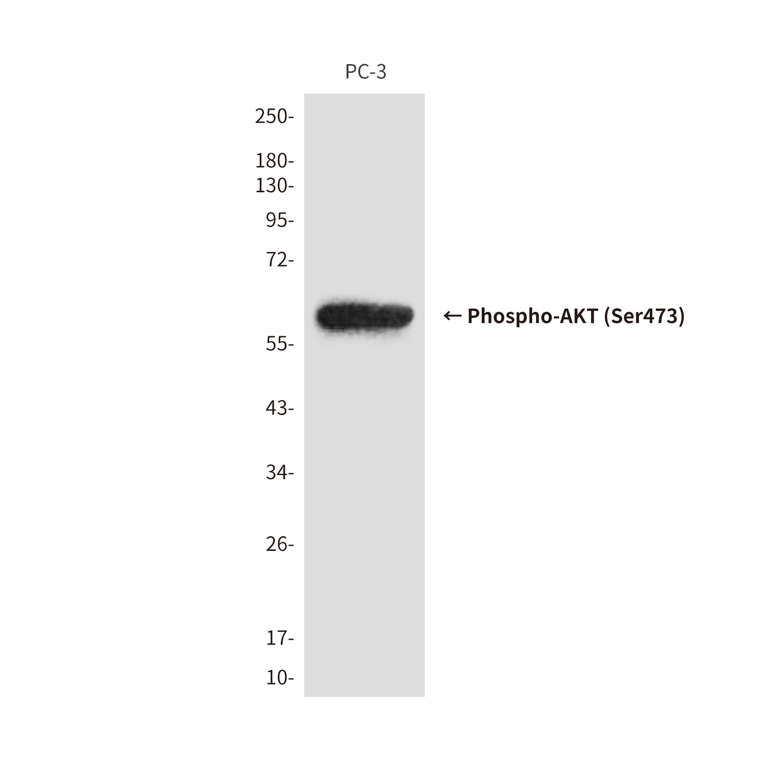 Mouse Monoclonal Antibody to Phospho-AKT (Ser473)