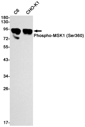 Rabbit Monoclonal Antibody to Phospho-MSK1 (Ser360)