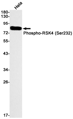 Rabbit Monoclonal Antibody to Phospho-RSK4 (Ser232)
