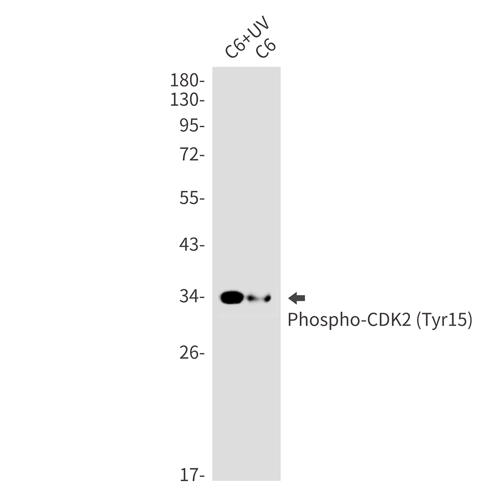Rabbit Monoclonal Antibody to Phospho-CDK2 (Tyr15)