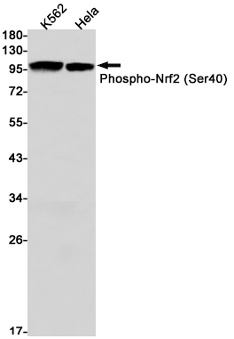 Rabbit Monoclonal Antibody to Phospho-Nrf2 (Ser40)