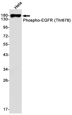 Rabbit Monoclonal Antibody to Phospho-EGFR (Thr678)