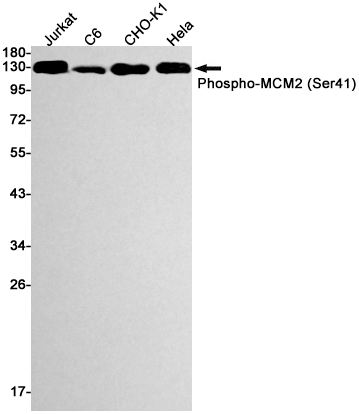 Rabbit Monoclonal Antibody to Phospho-MCM2 (Ser41)
