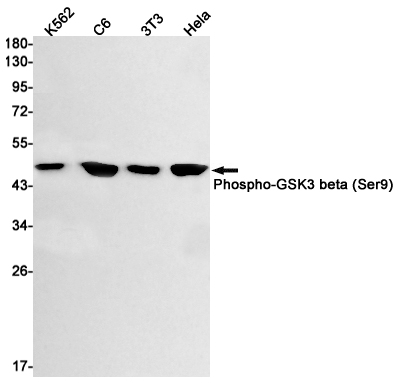 Rabbit Monoclonal Antibody to Phospho-GSK3 beta (Ser9)