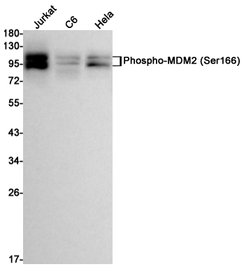Rabbit Monoclonal Antibody to Phospho-MDM2 (Ser166)
