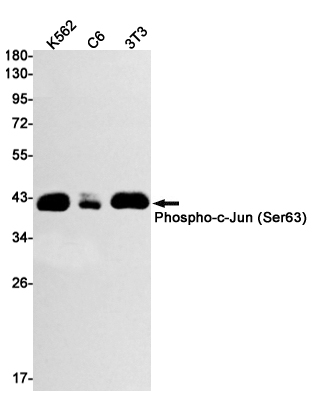 Rabbit Monoclonal Antibody to Phospho-c-Jun (Ser63)