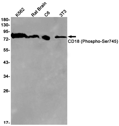 Rabbit Monoclonal Antibody to Phospho-CD18 (Ser745)