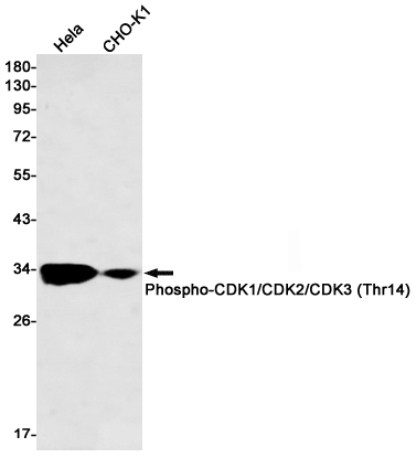 Rabbit Monoclonal Antibody to Phospho-CDK1/2/3 (Thr14)