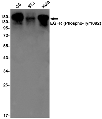 Rabbit Monoclonal Antibody to Phospho-EGFR (Tyr1092)