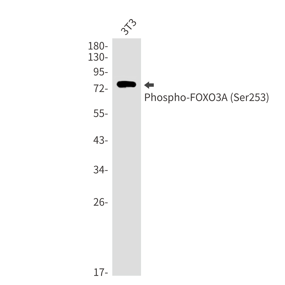 Rabbit Monoclonal Antibody to Phospho-FOXO3A (Ser253)