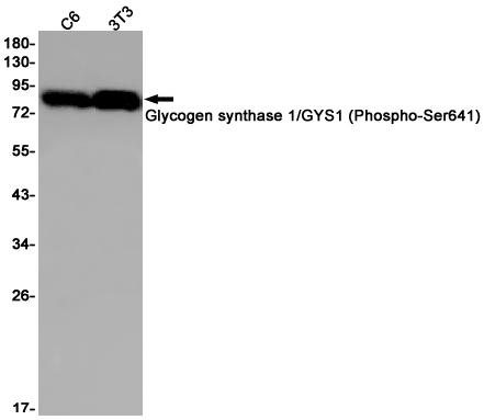 Rabbit Monoclonal Antibody to Phospho-Glycogen synthase (Ser641)