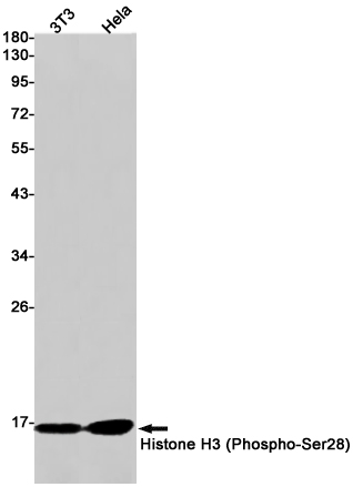 Rabbit Monoclonal Antibody to Phospho-Histone H3 (Ser28)