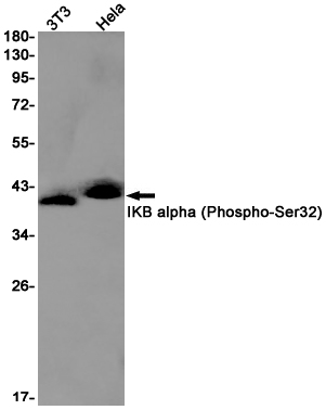 Rabbit Monoclonal Antibody to Phospho-IKB alpha (Ser32)