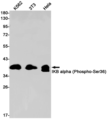 Rabbit Monoclonal Antibody to Phospho-IKB alpha (Ser36)