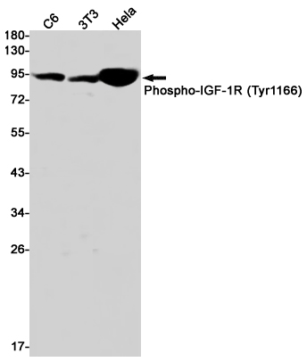 Rabbit Monoclonal Antibody to Phospho-IGF1 Receptor (Tyr1166)