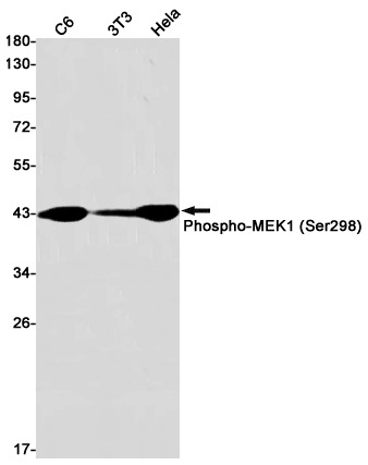 Rabbit Monoclonal Antibody to Phospho-MEK1 (Ser298)