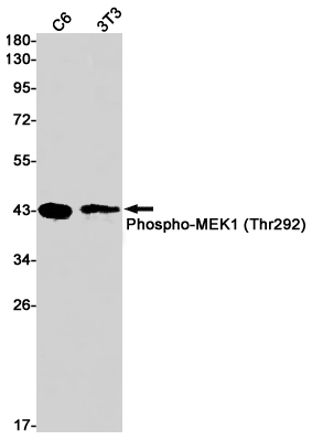 Rabbit Monoclonal Antibody to Phospho-MEK1 (Thr292)