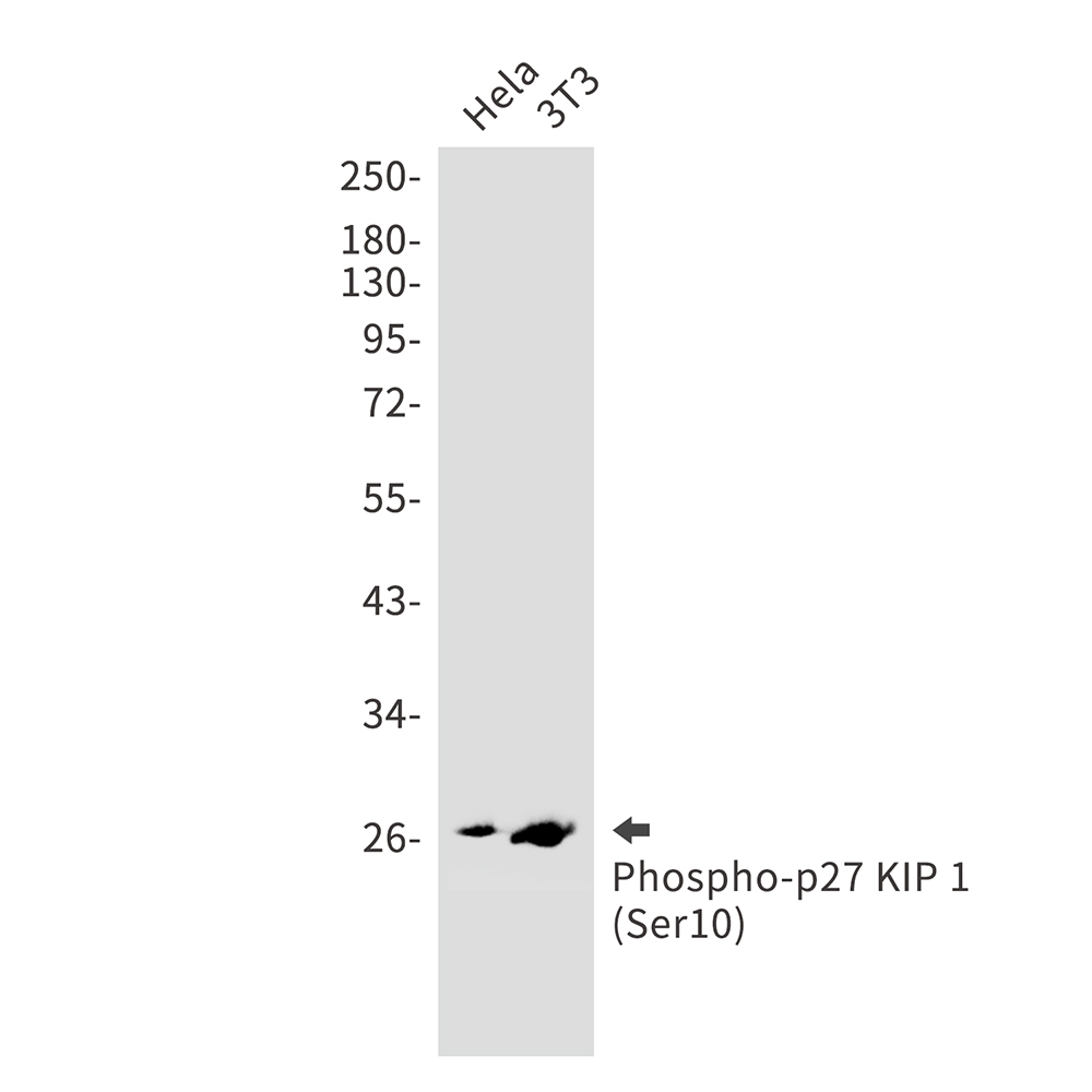 Rabbit Monoclonal Antibody to Phospho-p27 Kip 1 (Ser10)