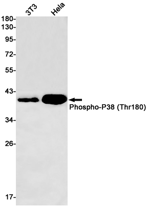 Rabbit Monoclonal Antibody to Phospho-p38 (Thr180)