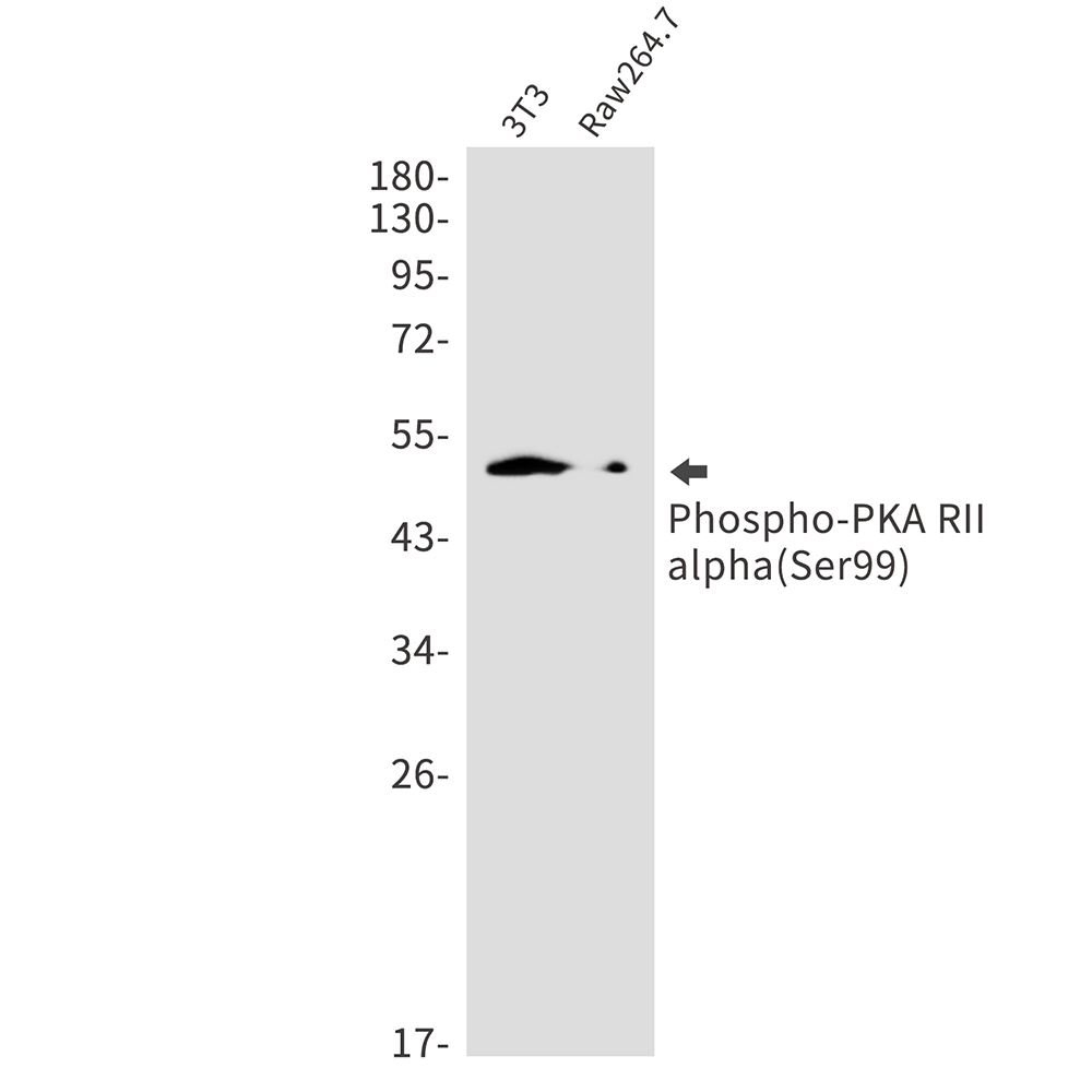 Rabbit Monoclonal Antibody to Phospho-PKA RII alpha (Ser99)