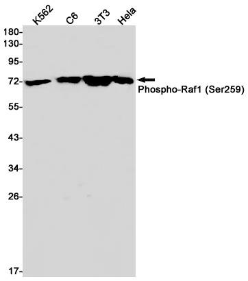 Rabbit Monoclonal Antibody to Phospho-Raf1 (Ser259)