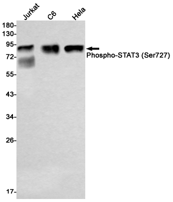 Rabbit Monoclonal Antibody to Phospho-STAT3 (Ser727)