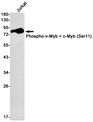 Rabbit Monoclonal Antibody to Phospho-c Myb (Ser11)