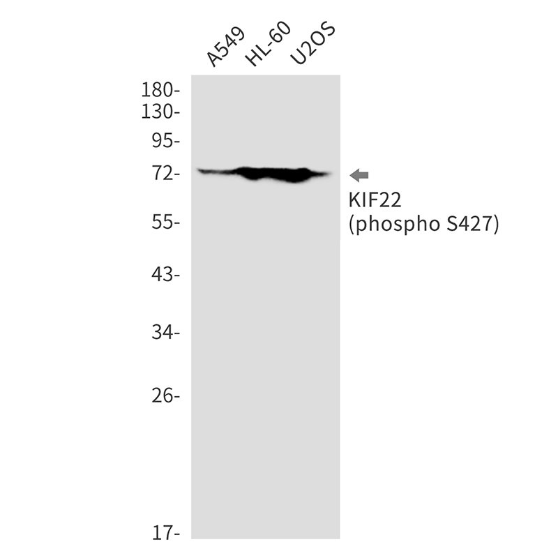 Rabbit Monoclonal Antibody to Phospho-KIF22 (Ser427)