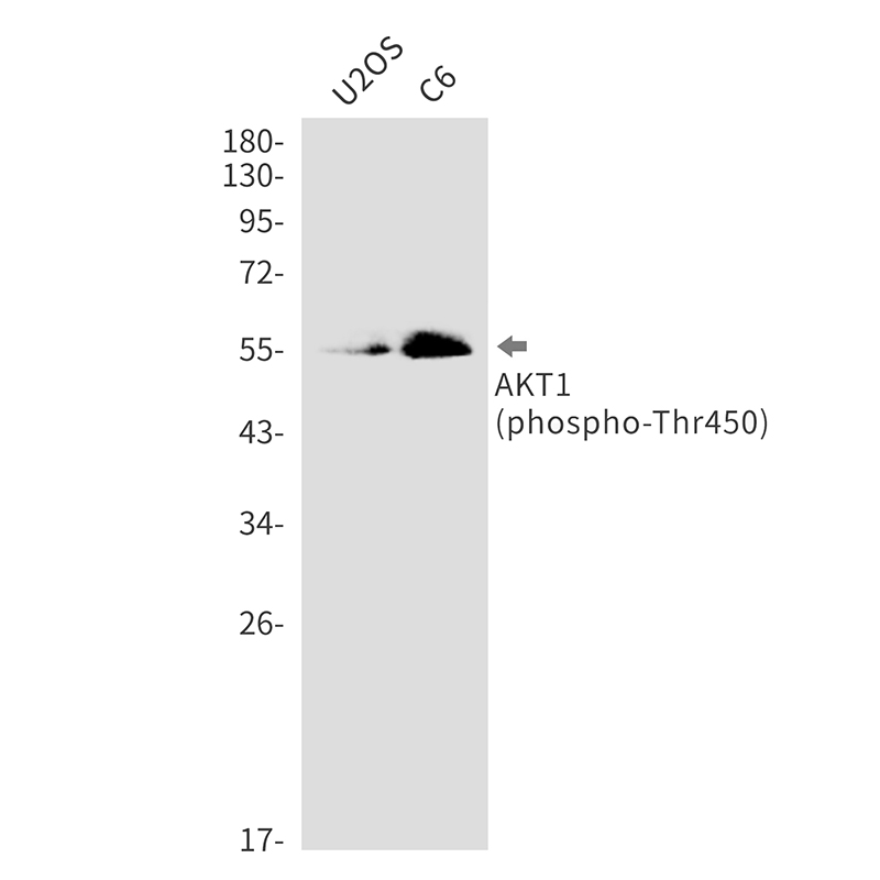 Rabbit Monoclonal Antibody to Phospho-AKT1 (Thr450)