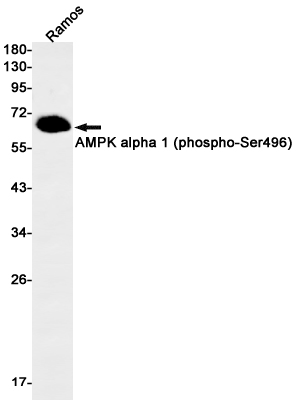 Rabbit Monoclonal Antibody to Phospho-AMPK alpha 1 (Ser496)