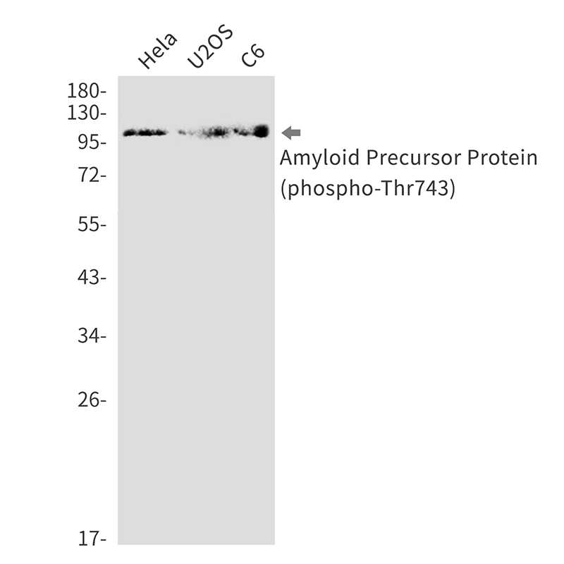 Rabbit Monoclonal Antibody to Phospho-Amyloid Precursor Protein (Thr743)