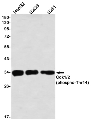 Rabbit Monoclonal Antibody to Phospho-CDK1/2 (Thr14)