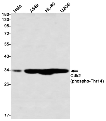 Rabbit Monoclonal Antibody to Phospho-CDK2 (Thr14)
