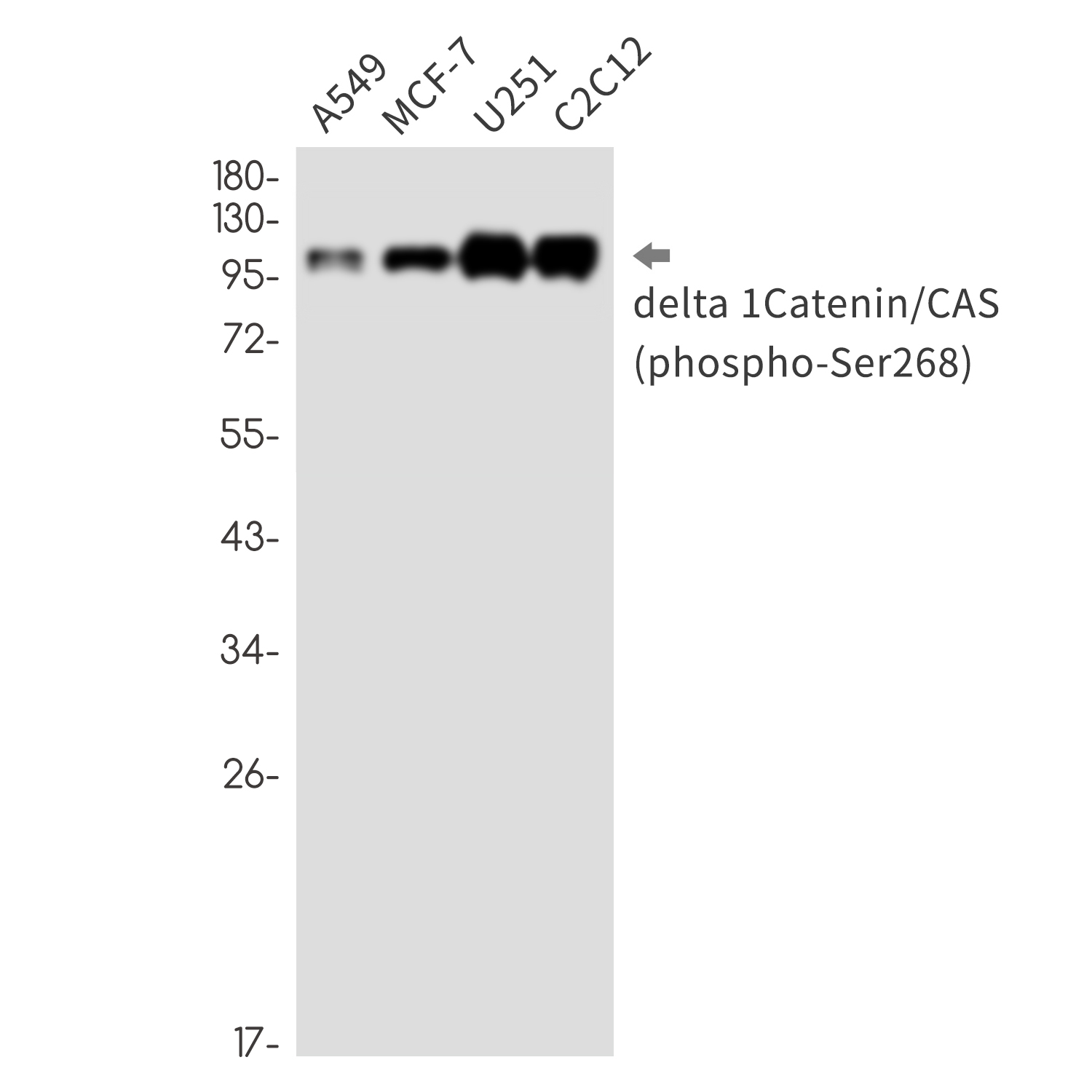 Rabbit Monoclonal Antibody to Phospho-delta 1 Catenin (Ser268)