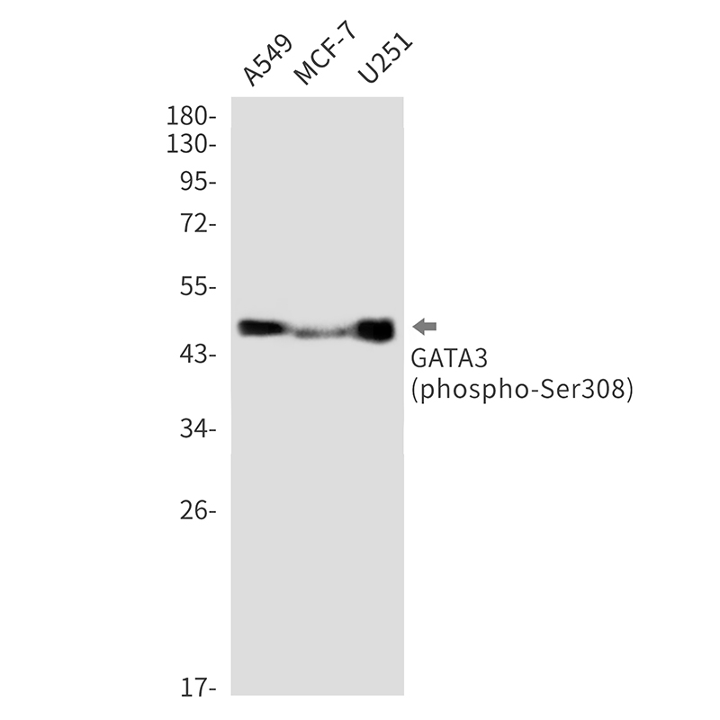 Rabbit Monoclonal Antibody to Phospho-GATA3 (Ser308)