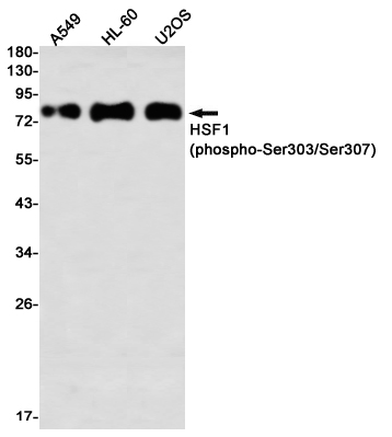Rabbit Monoclonal Antibody to Phospho-HSF1 (Ser303/Ser307)