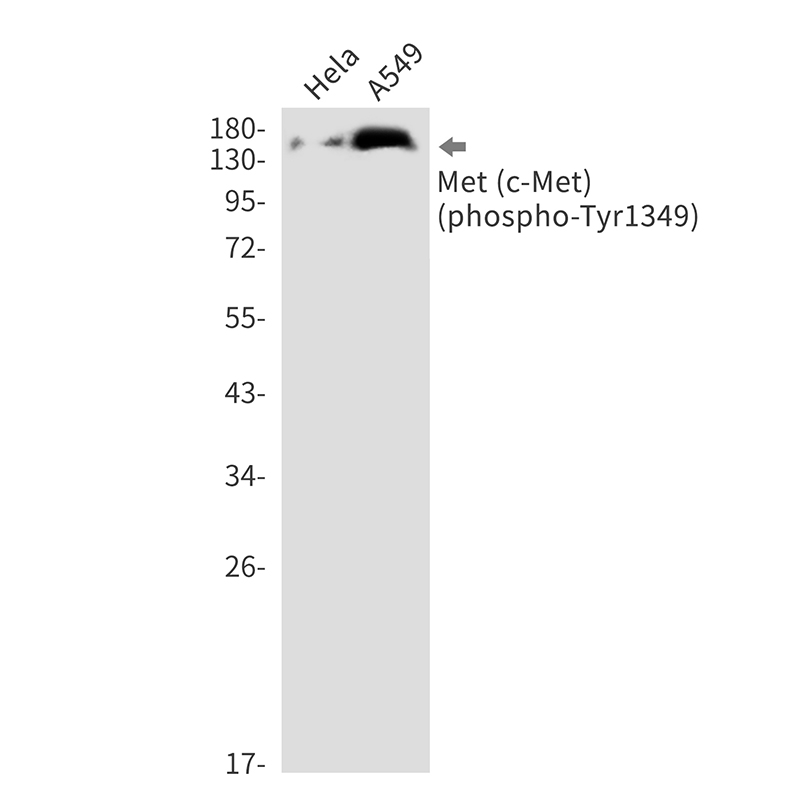 Rabbit Monoclonal Antibody to Phospho-c-Met (Tyr1349)