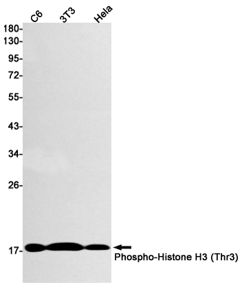 Rabbit Monoclonal Antibody to Phospho-Histone H3 (Thr3)