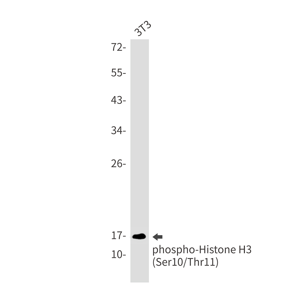 Rabbit Monoclonal Antibody to Phospho-Histone H3 (Ser10/Thr11)
