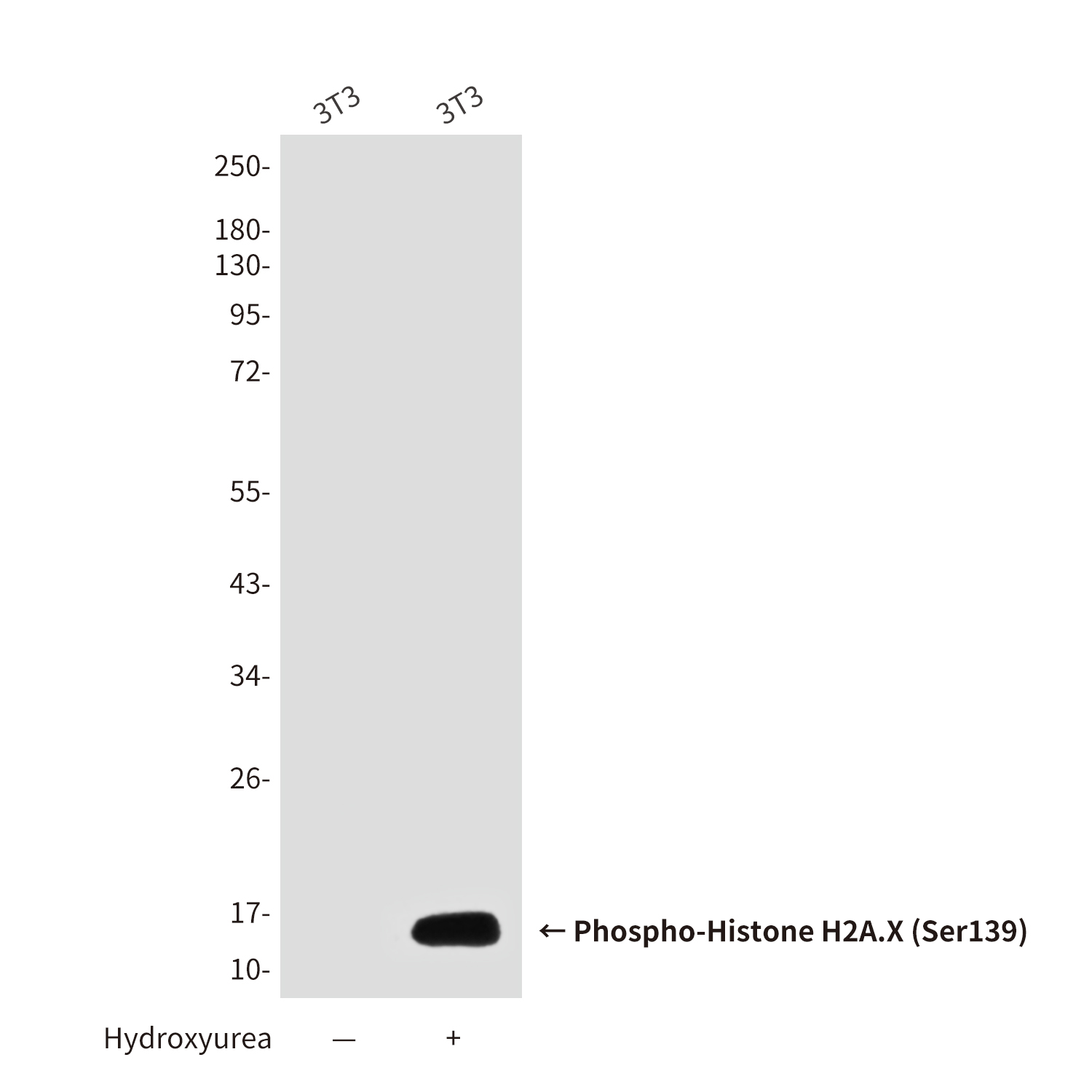 Mouse Monoclonal Antibody to Phospho-Histone H2A.X (Ser139)