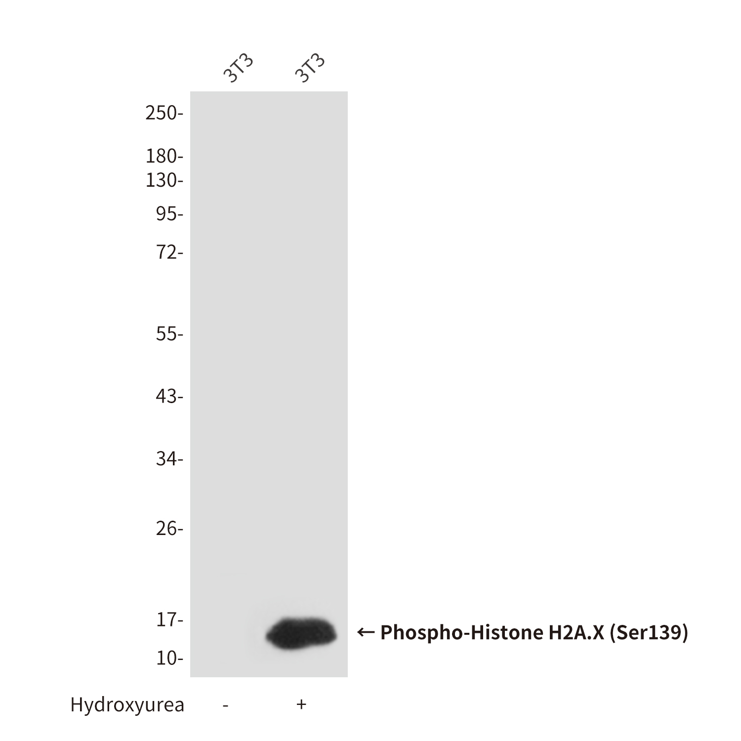 Mouse Monoclonal Antibody to Phospho-Histone H2A.X (Ser139)