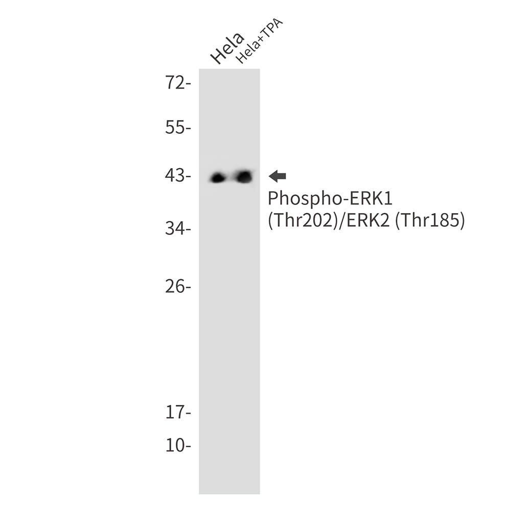 Rabbit Monoclonal Antibody to Phospho-ERK1/2 (Thr202/Thr185)