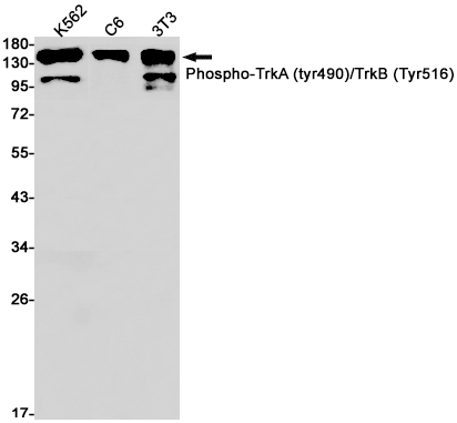 Rabbit Monoclonal Antibody to Phospho-TrkA/B (Tyr490/Tyr516)